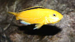 aquarium-von-florian-bandhauer-malawi-guru-becken-3-0_Labidochromis caeruleus yellow kakusa - Weibchen