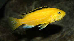 aquarium-von-florian-bandhauer-malawi-guru-becken-3-0_Labidochromis caeruleus yellow kakusa - Weibchen