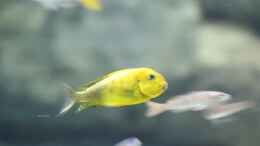 aquarium-von-8-cbm-8m3-tanganjika-biotop_Tropheus moori kiriza yellow