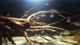 aquarium-von-dustin-freimuth-becken-37264_