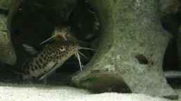 aquarium-von-dominik-steigewald-becken-3735_Synodontis Multipunktatus