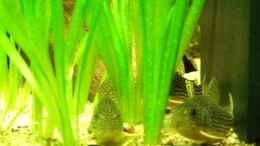 aquarium-von-sascha-finke-becken-3739_ALT: Corydoras sterbai 