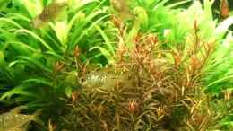 aquarium-von-sascha-finke-becken-3739_ALT: hinten: Kirschblatt, vorne: Ludwigia arcuata