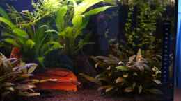 aquarium-von-michael-hodina-becken-3754_