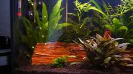 aquarium-von-michael-hodina-becken-3754_