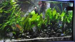 aquarium-von-chris64-buero-290_