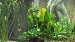 aquarium-von-chris64-buero-290_