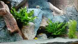 aquarium-von-philipp-steinbrueck-becken-37662_