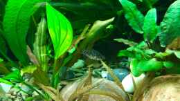 aquarium-von-jezzy-paradise-city_Echinodorus