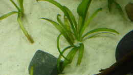 aquarium-von-stefano83-suedostasien-ii_sagittaria subulata pusilla