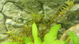 aquarium-von-stefano83-suedostasien-ii_rotala colorata sp.