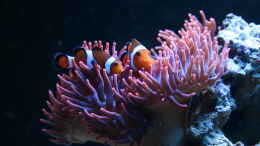 Foto mit Amphiprion ocellaris Falscher Clown - Anemonenfisch