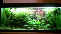 aquarium-von-nico-nowotny-becken-3777_