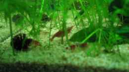 aquarium-von-melanie-dreier-becken-3783_