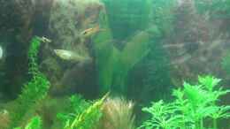 aquarium-von-melanie-dreier-becken-3783_