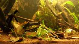 aquarium-von-kevin-engelsberger-kleines-amazonas-biotop_26.01.2019