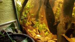 aquarium-von-kevin-engelsberger-kleines-amazonas-biotop_