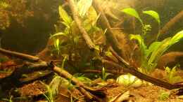 aquarium-von-kevin-engelsberger-kleines-amazonas-biotop_