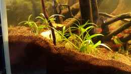 aquarium-von-kevin-engelsberger-kleines-amazonas-biotop_