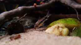 Foto mit Corydoras habrosus