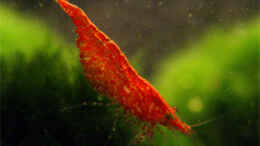 aquarium-von-heinz-sommer-becken-3801_Red Fire Garnele