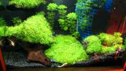 aquarium-von-heinz-sommer-becken-3801_Riccia fluitans und Limnophila sessiliflora