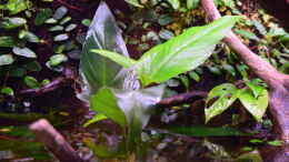 aquarium-von-junglist-along-the-riverside-----gibt039-s-so-nicht-mehr_Anubias hastifolia