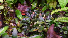 aquarium-von-junglist-along-the-riverside-----gibt039-s-so-nicht-mehr_Bucephalandra spec. Deep Purple