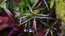 aquarium-von-junglist-along-the-riverside-----gibt039-s-so-nicht-mehr_Hygrophila lancea Araguaia