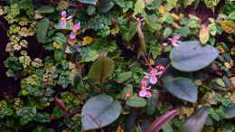 aquarium-von-junglist-along-the-riverside-----gibt039-s-so-nicht-mehr_Begonia schulzei