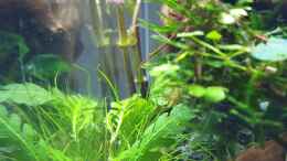 aquarium-von-romano-e-shallow-tributary_hygrophila pinnatifida