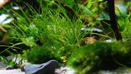 aquarium-von-romano-e-shallow-tributary_eleocharis pusilla und Aegagropila linnaei