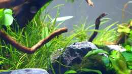 aquarium-von-romano-e-shallow-tributary_cryptocoryne x willisii