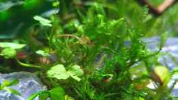 aquarium-von-romano-e-shallow-tributary_Taxiphyllum Spiky