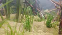 aquarium-von-wall-e-bergisches-asien_Eleocharis pusilla