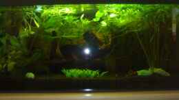 aquarium-von-patrick-block-becken-3825_