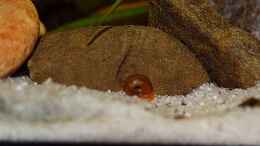 aquarium-von-david-schneider-aquaristik-suedamerika-becken-mit-der-zielrichtung-amazonas_Rote Posthornschnecke am 22.12.2019