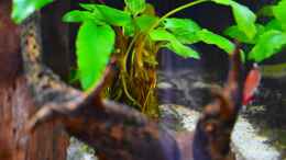 aquarium-von-david-schneider-aquaristik-suedamerika-becken-mit-der-zielrichtung-amazonas_Cryptocoryne walkeri