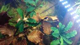 aquarium-von-david-schneider-aquaristik-suedamerika-becken-mit-der-zielrichtung-amazonas_Bucephalandra spec. Wavy Green