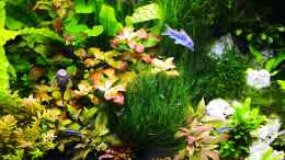 aquarium-von-wuppi-juwel-lido-120_