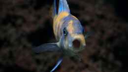 aquarium-von-venustus-420l-mbuna_