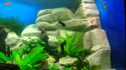 aquarium-von-thomas-pirner-becken-3893_