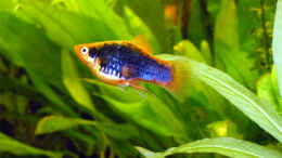 aquarium-von-fossybear-becken-3909_Korallen-Tuxedo-Mix-Platy