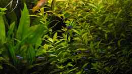 aquarium-von-fossybear-becken-3909_