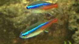 aquarium-von-parrots-of-fire-de-becken-suedamerika_Neontetra