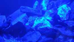 aquarium-von-elijac-malawi-tank_