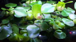 aquarium-von-jim-rio-abacaxis_Eichhornia crassipes