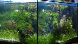 aquarium-von-herbert-lukes-becken-3938_