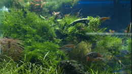 aquarium-von-herbert-lukes-becken-3938_