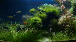 aquarium-von-herbert-lukes-becken-3938_